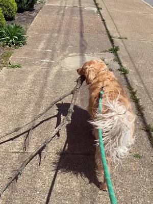 A post by @benny_thegolden on TikTok caption: Big stick 🐶. #fyp #goldensoftiktok