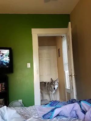 A post by @logan_and_kai on TikTok caption: being a goober like usual #wolfdog #dogsoftiktok #goofy