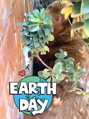 A post by @lanaparrilla on TikTok caption: “I feel the earth move under my feet”... Lola getting her #earthday on!!!