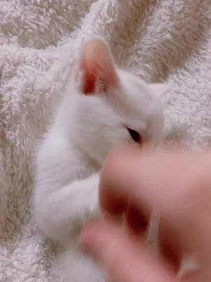 A post by @casper41720 on TikTok caption: #fyp #foryou #kitten #cat