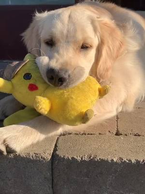 A post by @indygoldenretriever07 on TikTok caption: Who’s your fav Pokemon? Mine is Pikachu #pokemon #goldenretriever #PetsOfTikTok #foryoupage #fyp #dogsoftiktok #goldenretrieverpuppy #cutepuppy