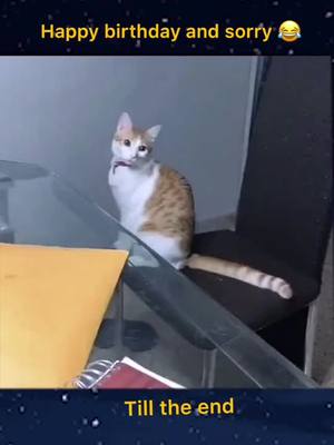 A post by @riley748520 on TikTok caption: Till the end #cat #catsoftiktok #fyp