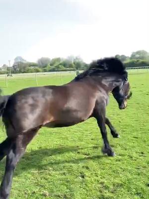 A post by @lucyrwolfe on TikTok caption: When this weather gets you like... #horsegirl #horseriding #equestrian #equestrianlife #fyp #foryoupage