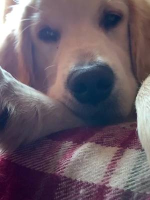 A post by @indygoldenretriever07 on TikTok caption: Im busy snoozing 😴 #foryoupage #PetsOfTikTok #fyp #goldenretriever #cutepuppy #cutedog #dogsoftiktok #puppyvideos