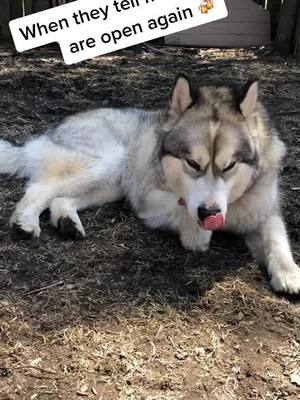 A post by @kodathealaskanmalamute on TikTok caption: When the clubs finally open again 🍻#fyp