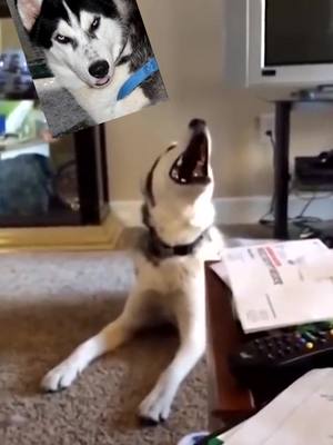 A post by @tigerer323 on TikTok caption: 😂#doglover #doggylove #doggylover #doggysttyle #huskythings #husky_love #sinerianhusky #huskyfunny #funnyhuskyvideo #funnyhuskey