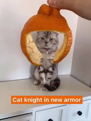 A post by @riley748520 on TikTok caption: Cat knight #cat #catsoftiktok #fyp