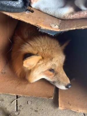 A post by @tod_the_foxx on TikTok caption: This video is basically 1. To show how cute tod is and 2. So you can see he still loves that box #natureathome #pets #animals #fox #fyp #foryоu