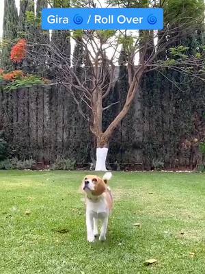 A post by @iammollythebeagle on TikTok caption: ¡Gira! / Roll Over! 🌀 - Kami💥 #dogchallenge #dog #dogsoftiktok #tiktokdogs #foryou #foryoupage #fyp #cutedogcheck #cuarentenachallenge