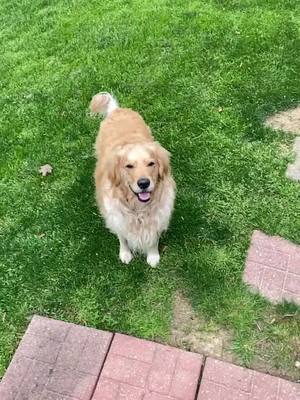 A post by @benny_thegolden on TikTok caption: My Dad When I finally catch the ball. #puppy #XGames #fyp #foryou #goldensoftiktok