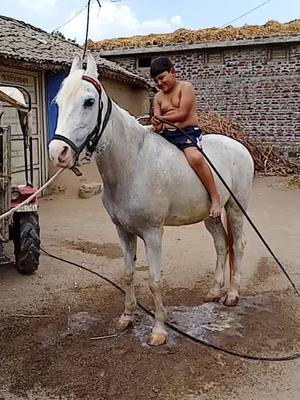 A post by @pradipsinh_rajput_2711 on TikTok caption: #my roji #masti #like #horse #tiktok_viral #handschallenge