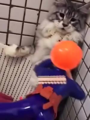 A post by @carina5062 on TikTok caption: Go away!#PetsOfTikTok #funtiktok #toys #animals #pet #petlover #lmao #cat #catlover #catsoftiktok #tiktok #entertainment #trending #funny #fun #kitten