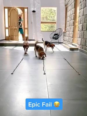 A post by @iammollythebeagle on TikTok caption: Beagles! 🐶🙊🙄 #mariokartchallenge #dog #perro #epicfail #fyp #foryou #parati #tiktokdogs #mascotacheck