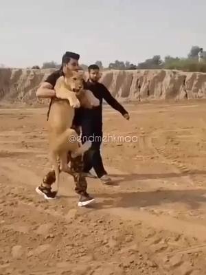 A post by @rajputana_shiva on TikTok caption: #sarkaar #viraldance #royalblood #rajasthan #forest #janglee #realking #viral #lion #sher #king #goviral