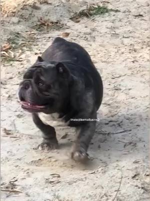 A post by @kamalbains26 on TikTok caption: #bainsbullzcamp #americanbully #doglover #tik_tok #tranding