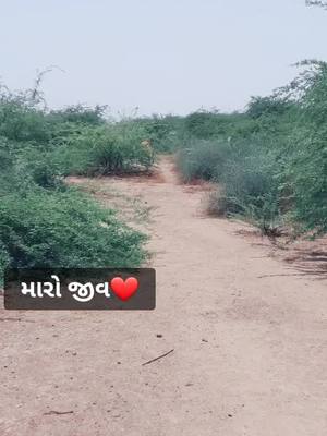 A post by @rabarisahil111 on TikTok caption: #ગાયો_તો_ફરવાની❤ #cawlover