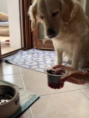 A post by @disasternayla on TikTok caption: #goldenretriever #golden #dogsoftiktok #viral #perte #FoodLover #funnyvideos #tiktok #fooditime