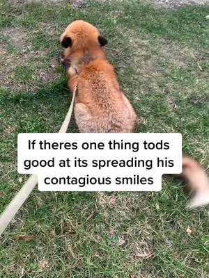 A post by @tod_the_foxx on TikTok caption: I thought you’d all like to see Tods smiles and see how truly happy he was. I’ll still be posting updates but I do hope to see that smile again