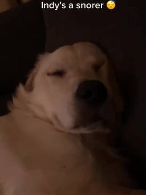 A post by @indygoldenretriever07 on TikTok caption: Turn volume up 😂 😴 #snoring #snoringdog #doggo #goldenretriever #foryoupage #fyp #sleepypuppy #PetsOfTikTok