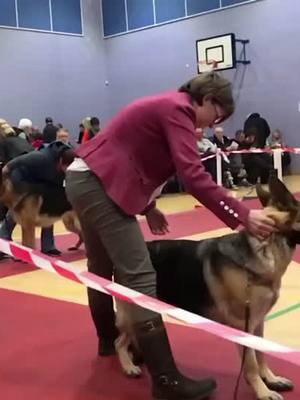 A post by @thecutestweim on TikTok caption: Swish swish ahh🏀-                            #gsds #weimaraners #showing #pedigree #purebred #dogshows #showlines #silverkelvinweimaraners