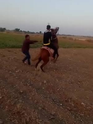 A post by @pradipsinh_rajput_2711 on TikTok caption: horse lover#like #tiktok_viral #handschallenge #masti #chote raja#likeforlike