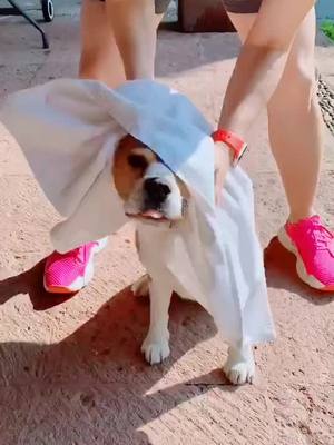 A post by @iammollythebeagle on TikTok caption: Enough! 🤚🏼 Ya estoy seca! - Molly😤 #wetdog #funny #mascotacheck #mascotastiktok #dogsotiktok #dog #fy #divertido