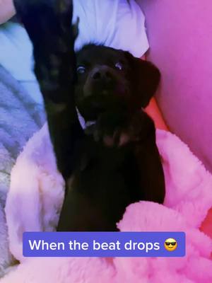 A post by @lil_mutt_lily on TikTok caption: Just call me DJ Lil’ Mutt #puppy #boredathome #danceparty #puppylove #rave #dubstep #djdog #rescue