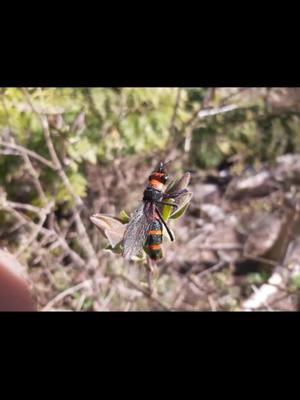 A post by @newenglandstreamers on TikTok caption: I made some fake murder hornets and pranked people with them today 🤣 #murderhornet #flytying #prank #pancakecereal  #fishing #bugs #fakebug #fakenews