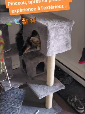 A post by @twincatspk on TikTok caption: Exténuant d'aller dehors... ZZzzZz #Pinceau #9mois #play #outside #bird #dodo #snoozytime #catlover #crazycat #strangecat #fyp #viral