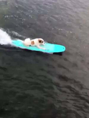 A post by @doggosthecutest on TikTok caption: Surfing dog!!!