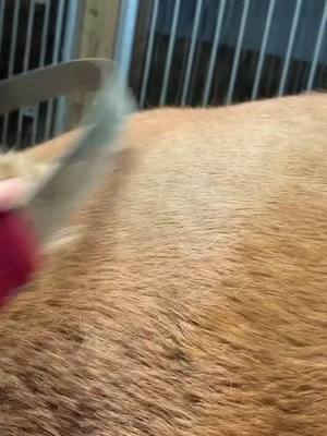 A post by @ajm324 on TikTok caption: Ughh soooooo satisfying 🤩🤩 shedding season is the best!!! How’s everyone’s ￼quarantine going? ￼ #satisfy #fyp #asmrsounds #coronavirus