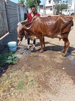 A post by @rahul_chosla_0561 on TikTok caption: #કીમ_સુરત #લાકડી_લવર_હો #સન_ઓફ_સોહલા #sohla_sarkar #ઠાકર_કી_સરકાર #માફિયા_માલધારી