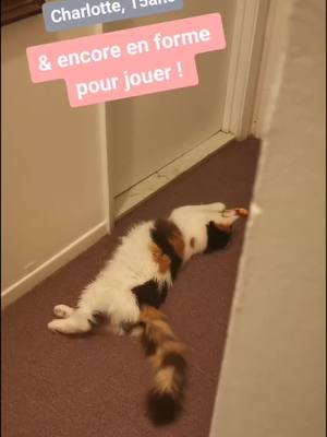 A post by @twincatspk on TikTok caption: & vous, vos vieux chats jouent encore ? 🙃 #Charlotte #oldcat #15ans #chatdenfance #play #crazycat #strangecat #grinchcat