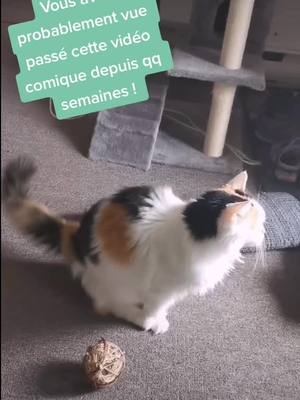 A post by @twincatspk on TikTok caption: Part 2 #Charlotte #15ans #oldcat #diagnostic #hyperthyroïdie #crazycat #strangecat #chatdenfance #cat #viral #fyp