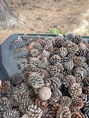 A post by @connorgilcrest on TikTok caption: Pine cones 🙃 fill smash empty repeat #fyp #foryoupage #foryou #pinecones