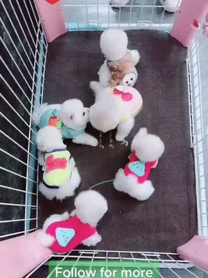 A post by @littlecuteeeeee on TikTok caption: Play with them😘😘🐶🐶🐶❤️❤️❤️#foryou #foryoupage #cute #funny #dog #petlover Which one do u like???