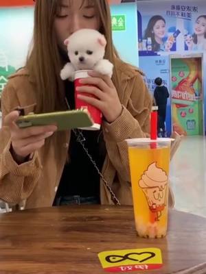 A post by @thegoodlifeofsimba on TikTok caption: I got a puppy,wanna have one?#dog #puppy #cup#foryou