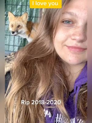 A post by @tod_the_foxx on TikTok caption: Rip my very special boy (2018-2020) 💔 loved by many more than just myself