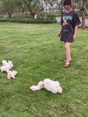 A post by @littlecuteeeeee on TikTok caption: #foryou #foryoupage #cute #funny #dog #petlover 😂😂😂she tries to steal the puppy 🐶🐶