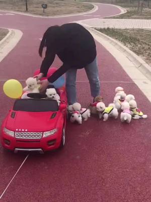 A post by @littlecuteeeeee on TikTok caption: #foryou #foryoupage #cute #funny #dog #petlover we are driving to ur home🐶🐶🐶🐶❤️❤️❤️❤️will u welcome us??