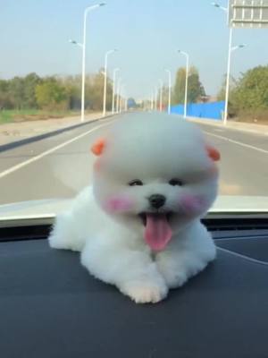 A post by @thegoodlifeofsimba on TikTok caption: #puppy #dog #cute #foryou