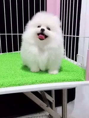 A post by @littlecuteeeeee on TikTok caption: Do u like me🐶😘😘😘😘❤️❤️❤️❤️#foryou #foryoupage #cute #funny #petlover #dog