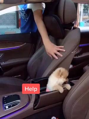 A post by @littlecuteeeeee on TikTok caption: 😂 how to take the puppy away??😘😘😘❤️❤️❤️🐶#foryou #foryoupage #cute #funny #dog #petlover