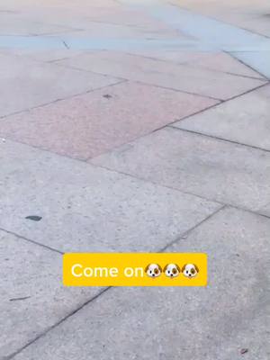 A post by @littlecuteeeeee on TikTok caption: U will like it🐶🐶🐶❤️❤️😘😘😘#foryou #foryoupage #cute #funny #dog #petlover