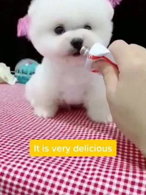 A post by @littlecuteeeeee on TikTok caption: Am I cute?🐶😘😘😘❤️❤️❤️#foryou #foryoupage #cute #petlover #dog #featureme