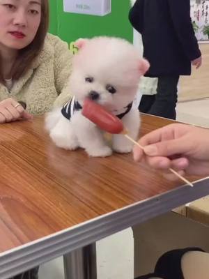 A post by @littlecuteeeeee on TikTok caption: Let me eat, it is delicious 😘😘🤣🤣🤣❤️❤️🐶🐶#foryou #foryoupage #cute #dog #funny #petlover