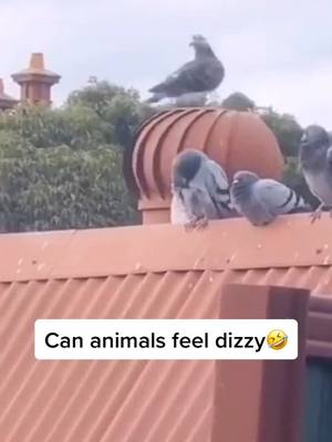 A post by @cici_c7 on TikTok caption: #animal #fyp #foryou