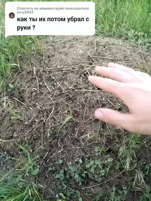 A post by @sasha.ashes on TikTok caption: Ответить пользователю @jerry2543 #ant сунул Грека к муравьям руку.