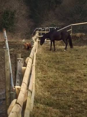 A post by @monojuperoo on TikTok caption: Juperoo doing his thing 🐴💖 #horsesoftiktok #blackbeauty #zoom