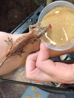 A post by @andreadumoulin on TikTok caption: December to May, how crazy is the growth and color change on this little guy!! #tiktokwellness #zookeeper #reptile  #snakebytestv #thereptarium #gecko